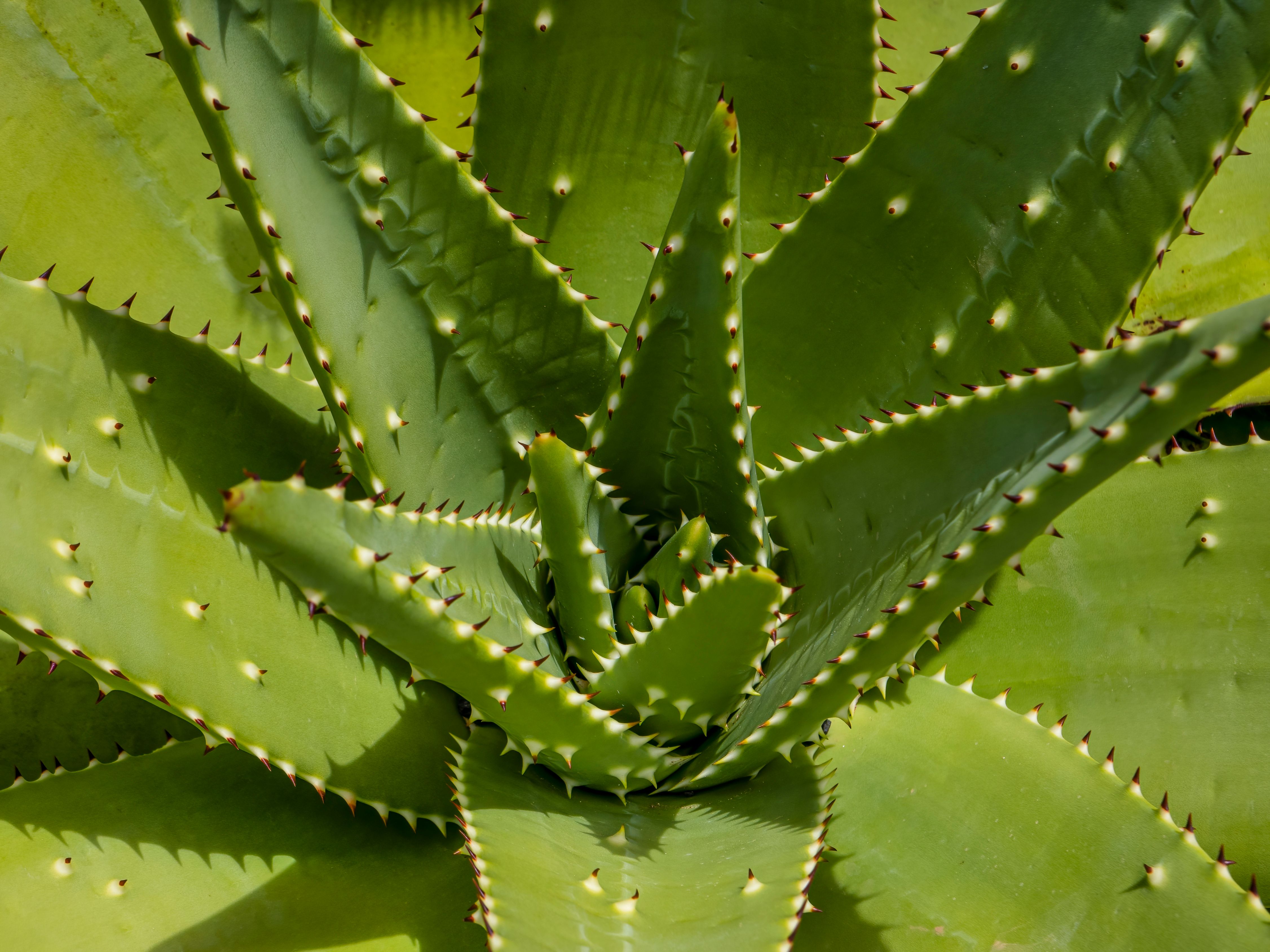 Aloe Vera (Leaf)